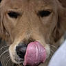 animal, canine, close_up, cute, dog, expression, friendly, fur, golden_retriever, licking, muzzle, nose, outdoor, pet, playful, portrait, snout, tongue, tongue_out, whiskers