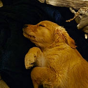 Bobby participe au concours pour gagner de l'argent avec cette photo : dog, puppy, sleeping, golden_retriever, blanket, cozy, fur, pet, indoors, resting, cute, animal, domestic_animal, comfort, relaxation, paw, snout, ear, fur_texture, cushion