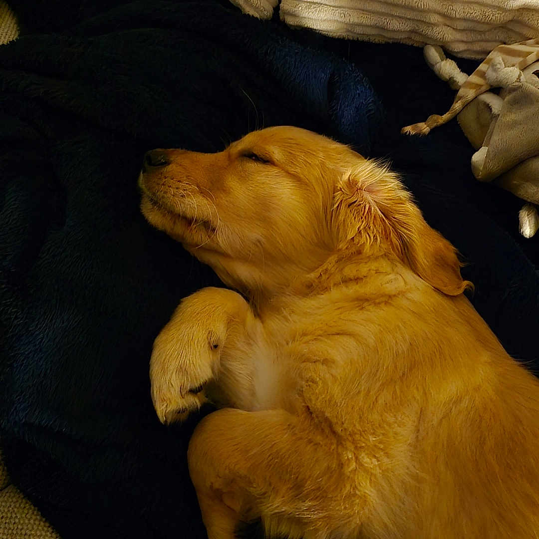 Bobby participe au concours pour gagner de l'argent avec cette photo : animal, blanket, comfort, cozy, cushion, cute, dog, domestic_animal, ear, fur, fur_texture, golden_retriever, indoors, paw, pet, puppy, relaxation, resting, sleeping, snout