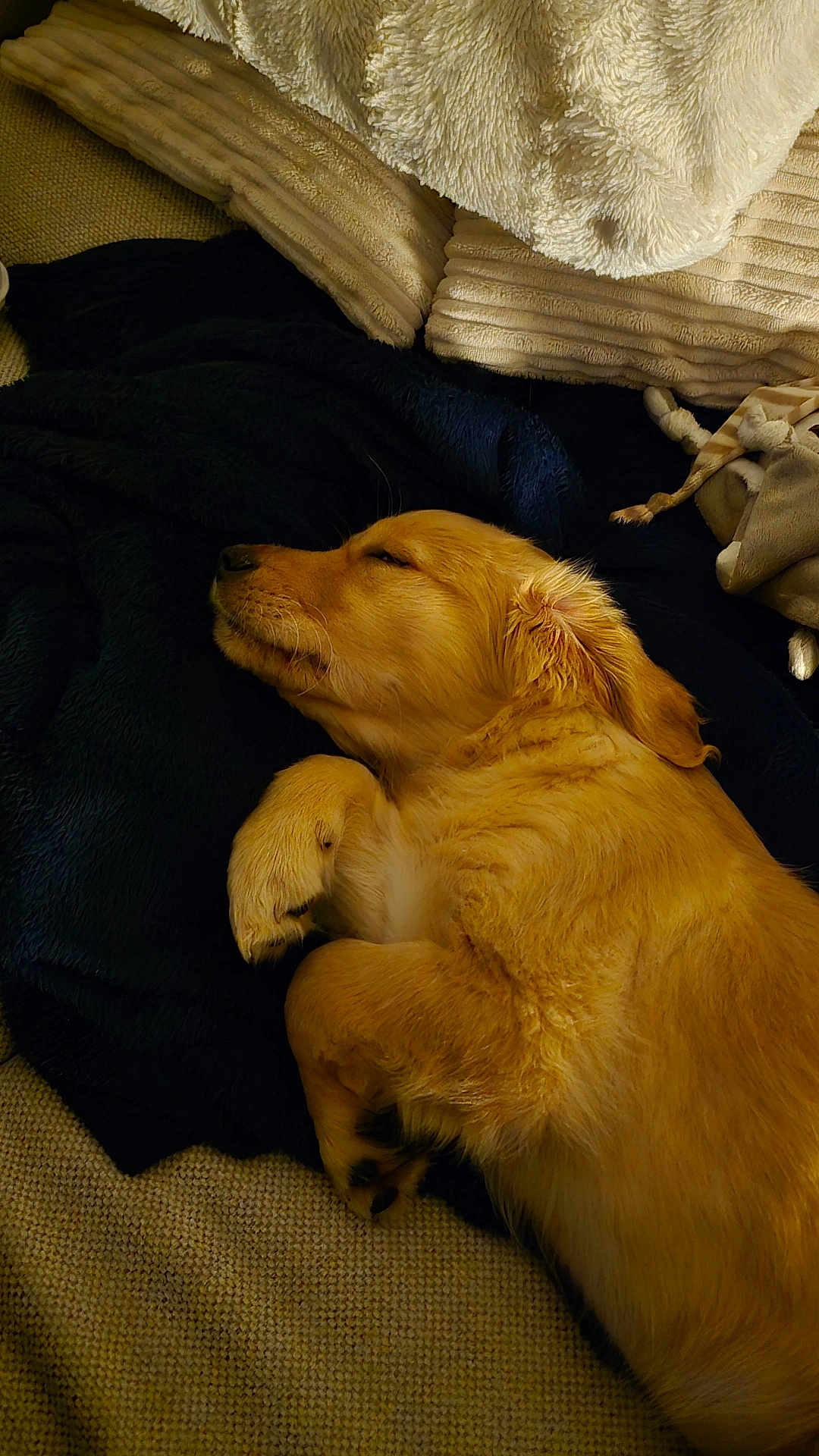 Bobby participe au concours pour gagner de l'argent avec cette photo : dog, puppy, sleeping, golden_retriever, blanket, cozy, fur, pet, indoors, resting, cute, animal, domestic_animal, comfort, relaxation, paw, snout, ear, fur_texture, cushion