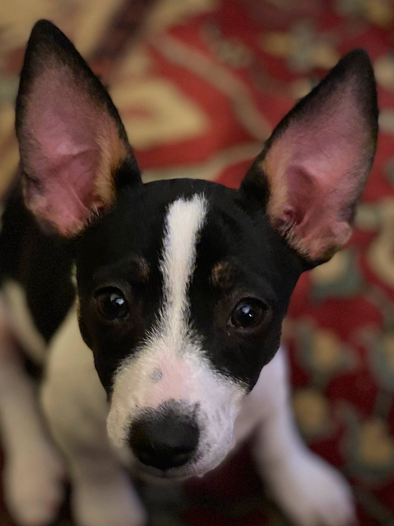 Laika is registered to the contest to win money with this photo: bicycle, canidae, carnivore, collar, companion_dog, dog, dog_breed, dog_collar, ear, fawn, fur, non_sporting_group, puppy, snout, sporting_group, terrier, toy_dog, vertebrate, whiskers, working_animal