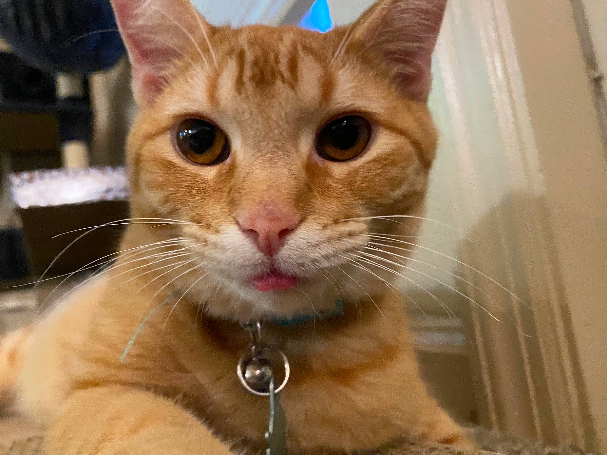 Cheeto joined the competition — help win amazing prizes! carnivore, cat, close_up, collar, domestic_short_haired_cat, eyelash, fawn, felidae, fur, iris, paw, pet_supply, small_to_medium_sized_cats, snout, whiskers, window