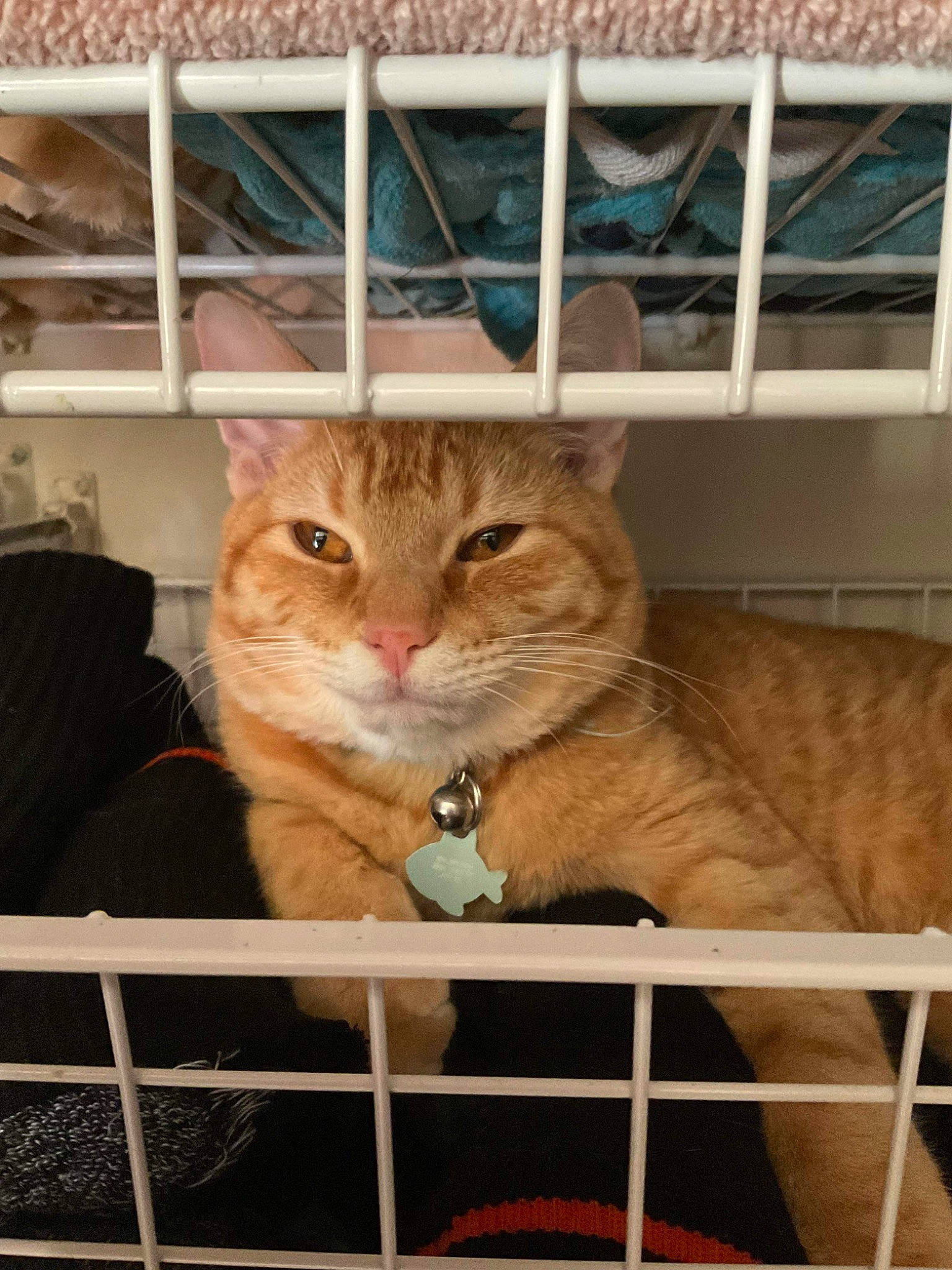 Cheeto is registered to the contest to win money with this photo: animal_shelter, carnivore, cat, comfort, domestic_short_haired_cat, fawn, felidae, fence, fur, mammal, paw, pet_supply, small_to_medium_sized_cats, tail, terrestrial_animal, tree, whiskers, wildlife, window, wood