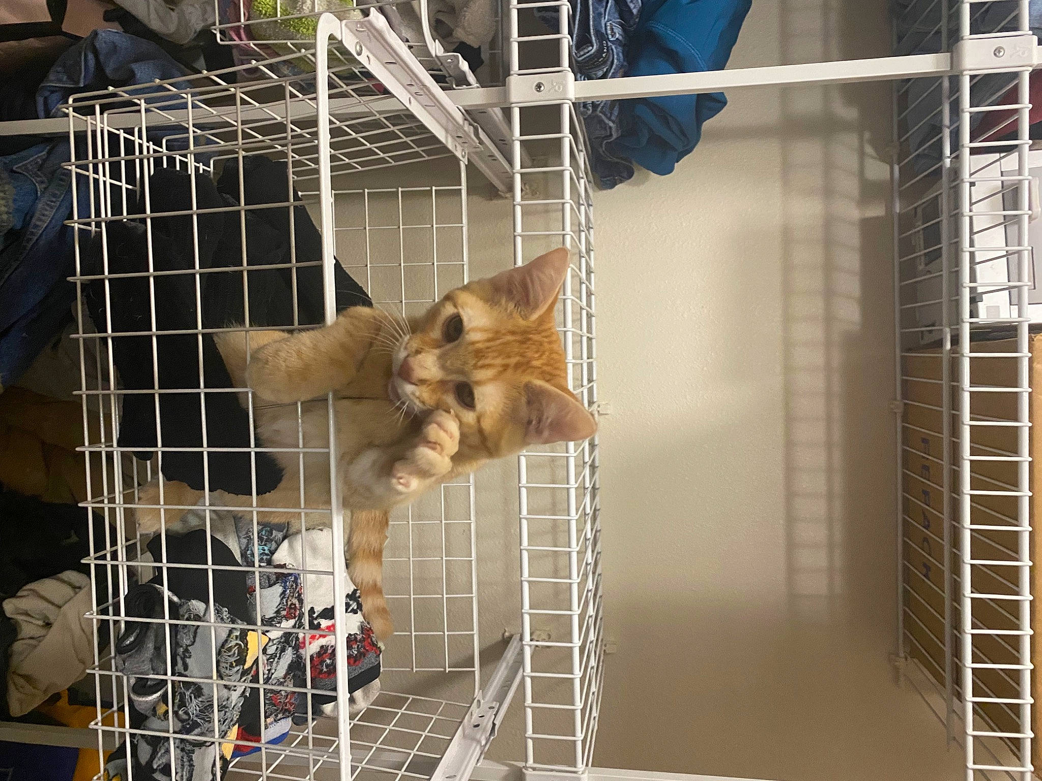Cheeto is registered to the contest to win money with this photo: animal_shelter, cage, carnivore, cat, composite_material, domestic_short_haired_cat, engineering, felidae, fur, kennel, mesh, metal, pet_supply, service, small_to_medium_sized_cats, tail