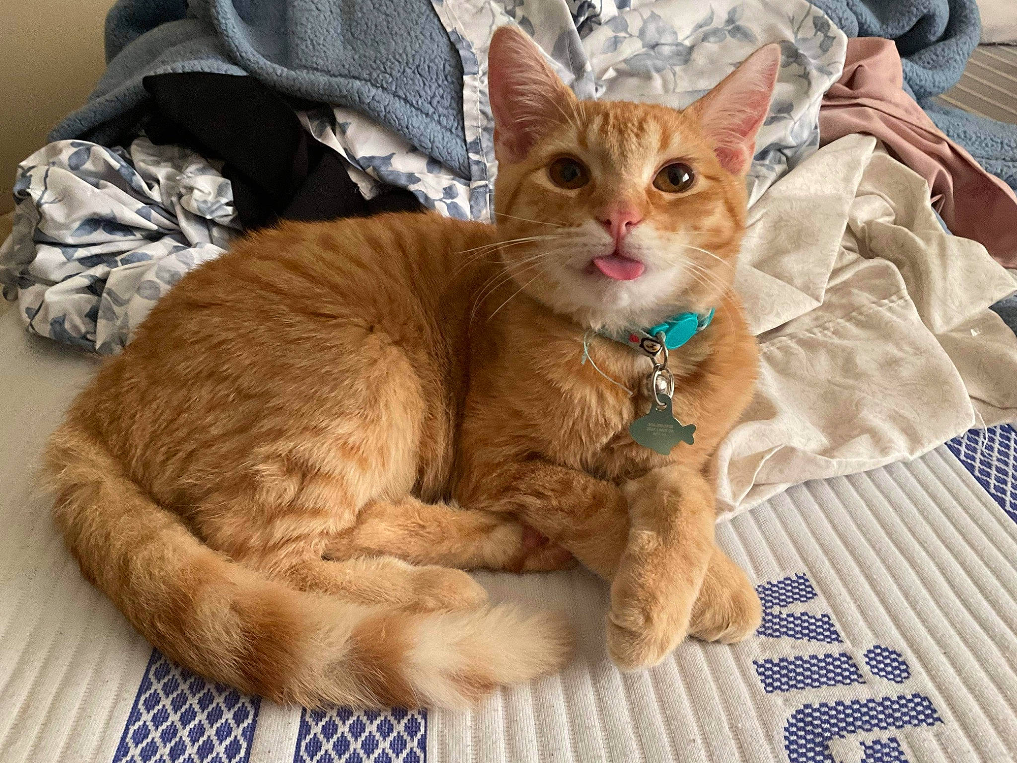 Cheeto joined the competition — help win amazing prizes! carnivore, cat, claw, comfort, domestic_short_haired_cat, fawn, felidae, fur, paw, small_to_medium_sized_cats, snout, tail, whiskers