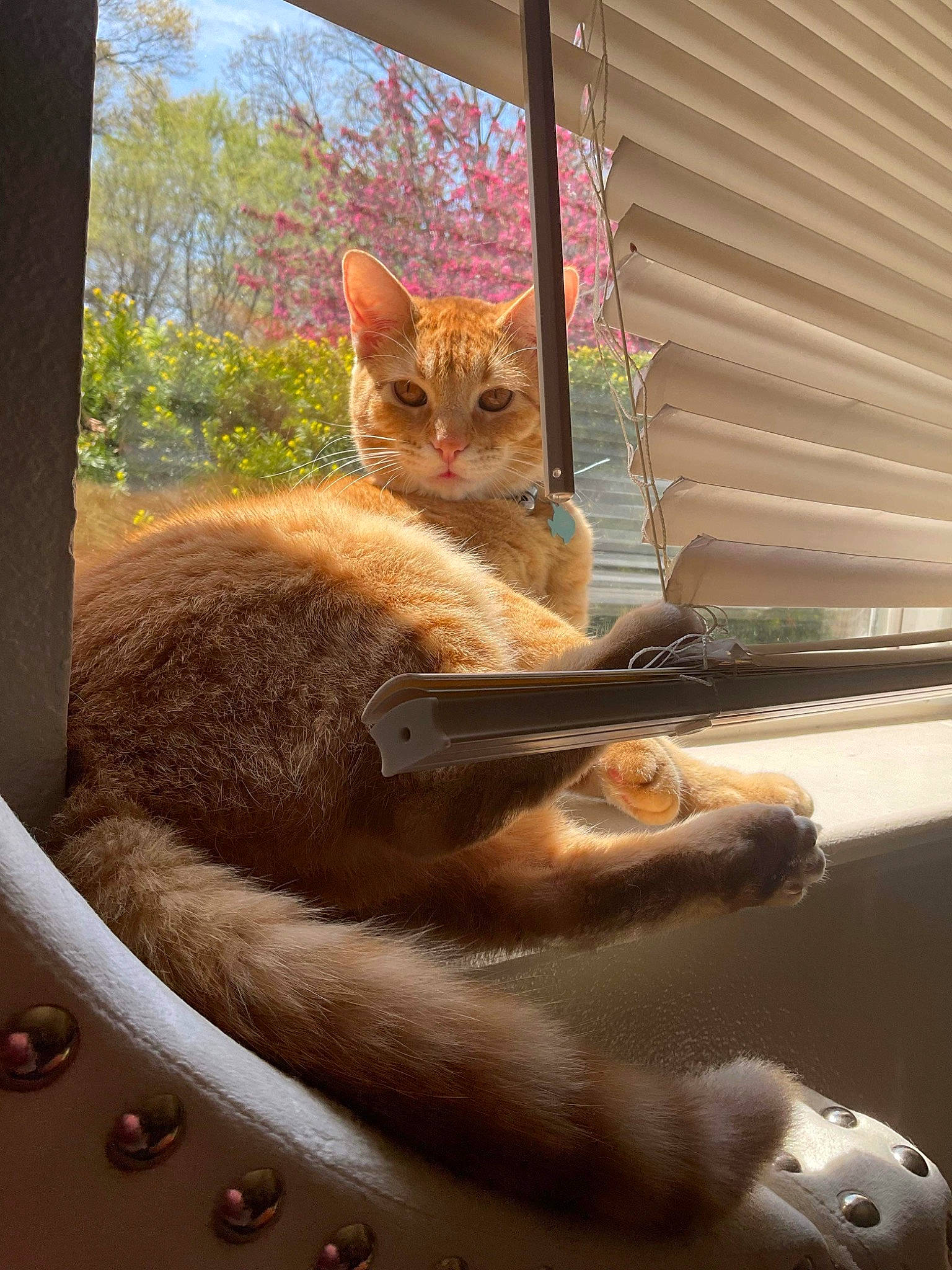 Cheeto is registered to the contest to win money with this photo: brown, carnivore, cat, domestic_short_haired_cat, fawn, felidae, fur, light, paw, plant, room, sitting, small_to_medium_sized_cats, snout, tail, tints_and_shades, tree, whiskers, window, wood