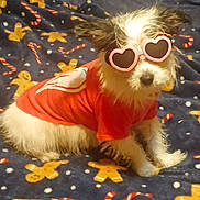 Lexie joined the competition — help win amazing prizes! dog, sunglasses, heart_shaped, red_shirt, small_dog, cute, pet, festive_blanket, gingerbread_men, candy_canes, indoor, fur, animal, costume, relaxed, holiday_theme, sitting, fluffy, accessory, funny