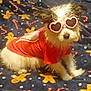 dog, sunglasses, heart_shaped, red_shirt, small_dog, cute, pet, festive_blanket, gingerbread_men, candy_canes, indoor, fur, animal, costume, relaxed, holiday_theme, sitting, fluffy, accessory, funny