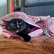 Willow is registered to the contest to win money with this photo: animal, black_cat, carpet, cat, couch, cozy, curious, cute, feline, floor, furniture, home, indoor, leopard_print, paw, pet, pink_backpack, resting, soft, zipper