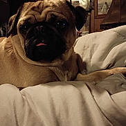 Buddy is registered to the contest to win money with this photo: animal, blanket, comfort, companion, cozy, cute, dog, ears, expression, face, fur, home, indoor, pet, portrait, pug, relaxed, resting, snout, tongue_out