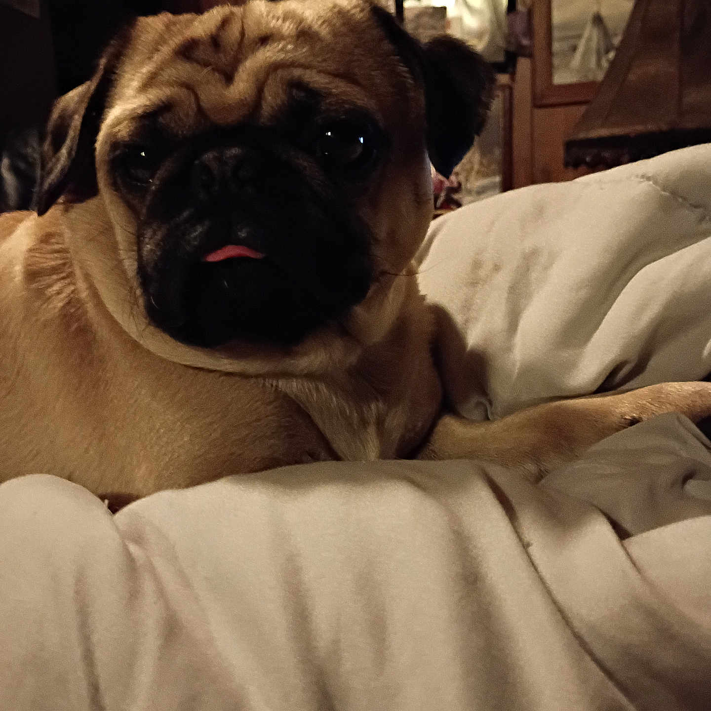 Buddy