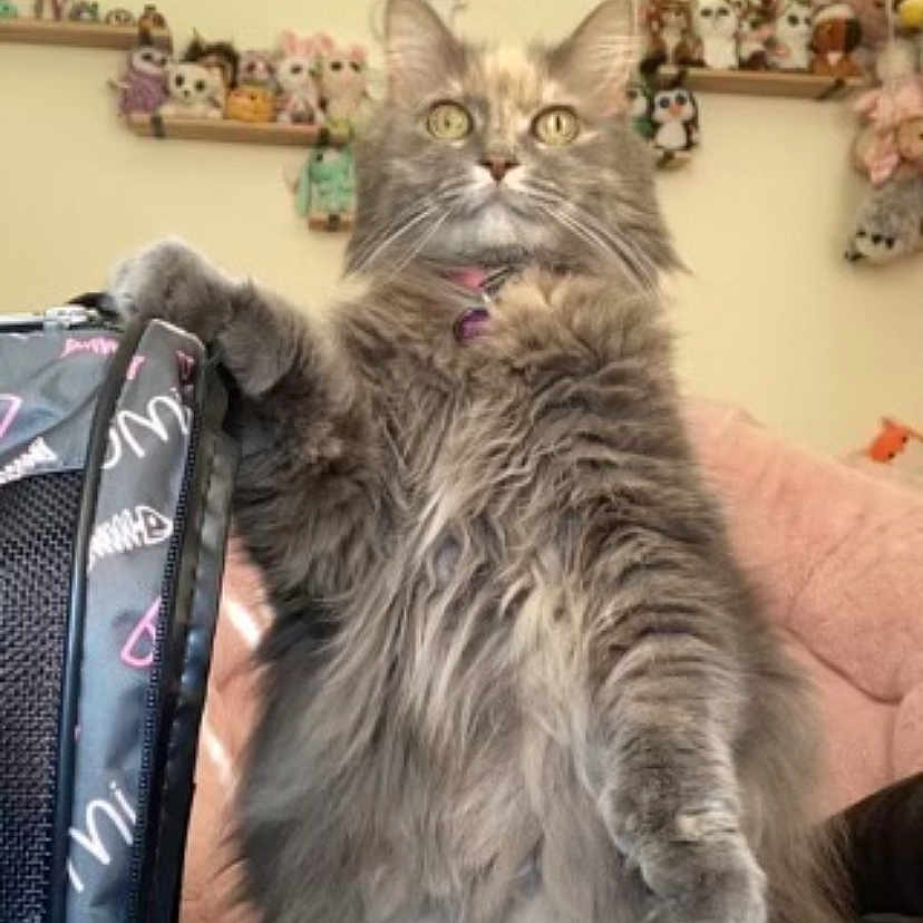 Christmas is registered to the contest to win money with this photo: animal, architecture, baggage, building, cat, couch, cushion, face, furniture, head, homedecor, indoors, kitten, livingroom, person, pet, photoframe, photography, portrait, room