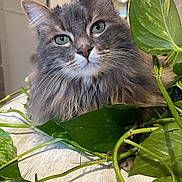 Tresor a rejoint le concours — aidez-le/la à gagner de superbes lots ! cat, fluffy, gray_cat, green_eyes, plant, leaves, indoor, wooden_surface, close_up, pet, feline, curious, relaxed, nature, animal, domestic_cat, whiskers, portrait, houseplant, cozy