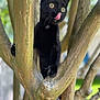 Lily is registered to the contest to win money with this photo: animal, black_cat, branch, cat, climbing, close_up, curious, cute, daylight, eyes, feline, mammal, nature, outdoor, pet, playful, tongue_out, tree, whiskers, young_cat
