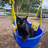 Lily is registered to the contest to win money with this photo: animal, black_cat, blue_swing, cat, closeup, curious, daylight, fence, green_eyes, nature, outdoor, park, pet, playground, resting, swing, tree, wood_chips, yellow_chains, young_cat