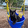 animal, black_cat, blue_swing, cat, closeup, curious, daylight, fence, green_eyes, nature, outdoor, park, pet, playground, resting, swing, tree, wood_chips, yellow_chains, young_cat