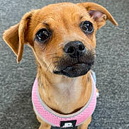 Peach is registered to the contest to win money with this photo: dog, puppy, pink_harness, carpet, indoor, pet, cute, small_dog, brown_dog, looking_up, animal, canine, chew_bone, toy, close_up, adorable, domestic_animal, fur, ears, snout