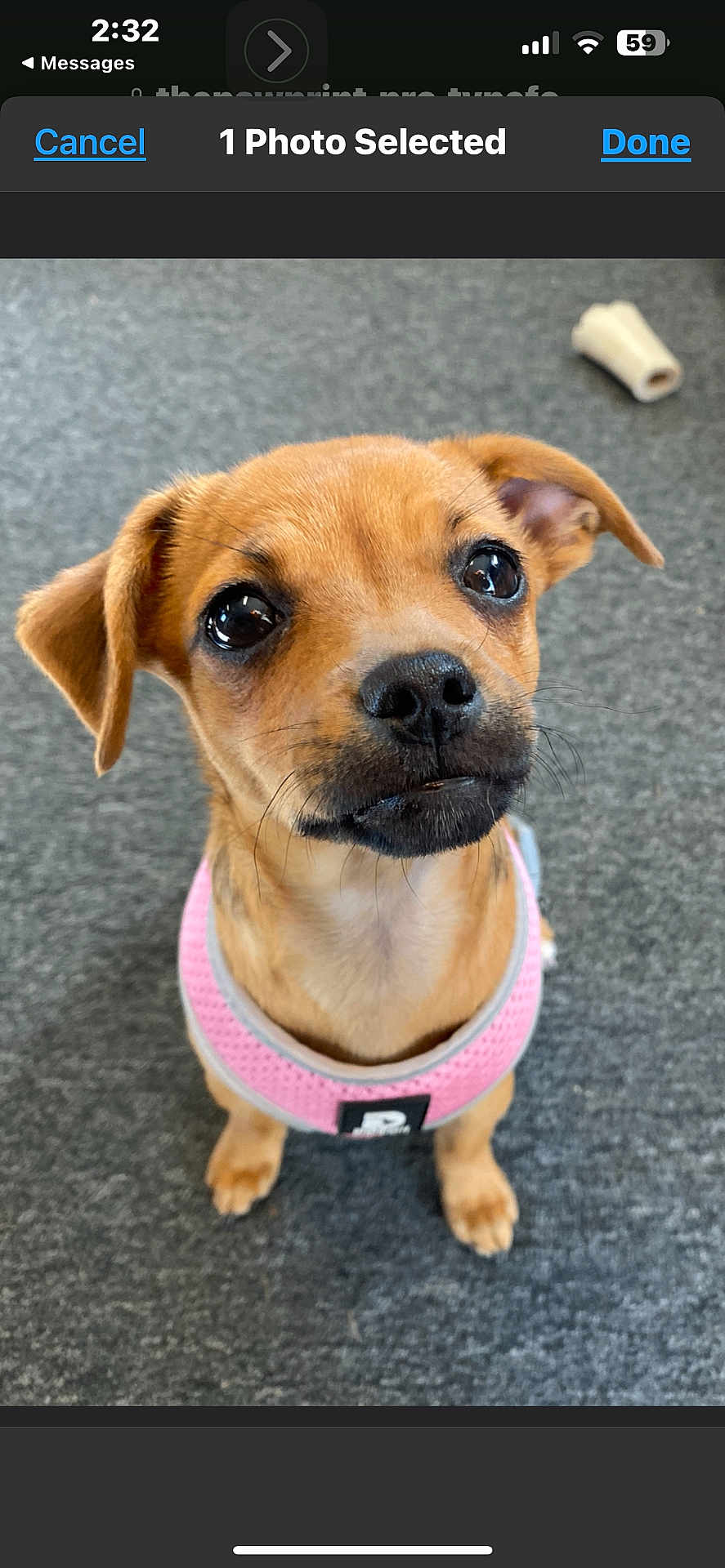 Peach is registered to the contest to win money with this photo: dog, puppy, pink_harness, carpet, indoor, pet, cute, small_dog, brown_dog, looking_up, animal, canine, chew_bone, toy, close_up, adorable, domestic_animal, fur, ears, snout