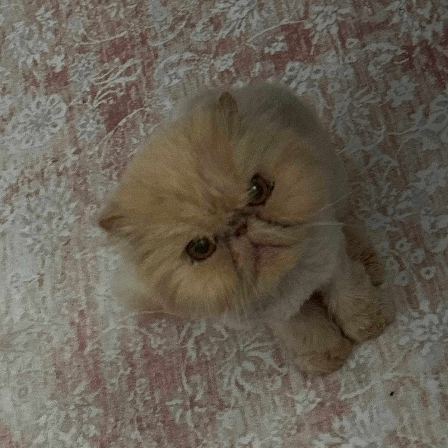 Kona