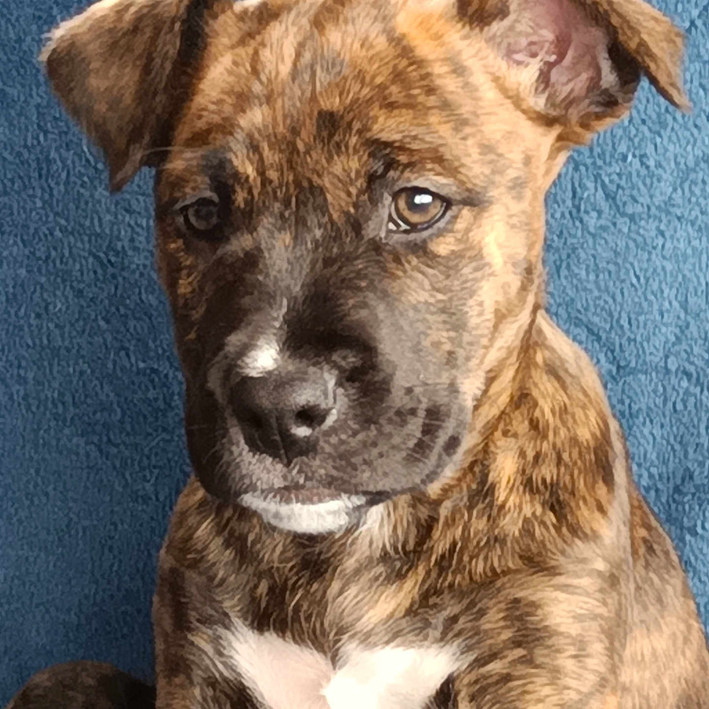 Praline a rejoint le concours — aidez-le/la à gagner de superbes lots ! puppy, dog, brindle, close_up, portrait, brown, white_patch, ears, fur, cute, animal, pet, indoor, texture, blue_background, young_dog, canine, expression, sitting, head