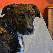 Pépito participe au concours pour gagner de l'argent avec cette photo : dog, brindle, collar, pet, indoor, quilt, furniture, wood, orange_wall, portrait, canine, seated, looking_away, animal, fur, ears, face, expression, domestic, household
