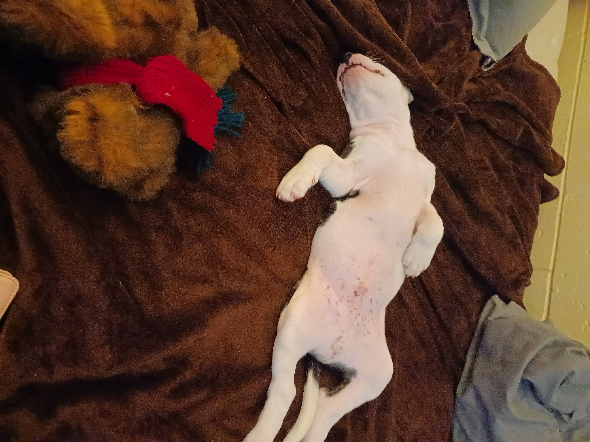 Scrappy joined the competition — help win amazing prizes! art, carnivore, clay, comfort, companion_dog, dog, dog_breed, fawn, felidae, flooring, fur, linens, sculpture, small_to_medium_sized_cats, stuffed_toy, tail, textile, toy, wood, working_animal