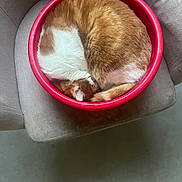 Minouche a rejoint le concours — aidez-le/la à gagner de superbes lots ! animal, beverage, bowl, canine, cat, chair, coffee, coffeecup, cookware, dog, furniture, hardwood, indoors, interiordesign, kitten, manx, person, pet, pot, sleeping