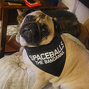 Murphy joined the competition — help win amazing prizes! pug, dog, bandanna, cat, blanket, couch, table, remote_control, glass, cup, indoor, pet, animal, living_room, fur, looking_up, cozy, relaxed, furniture, houseplant