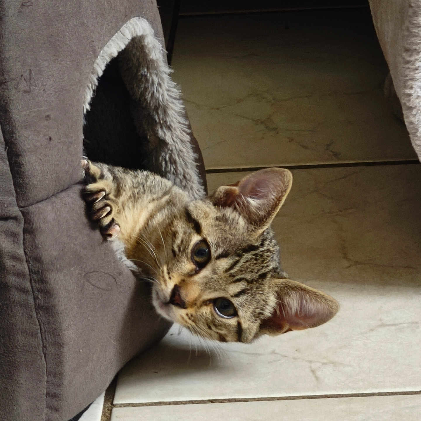 Milo a rejoint le concours — aidez-le/la à gagner de superbes lots ! animal, cat, cat_house, claws, cozy, curious, cute, domestic, ears, eyes, feline, fur, indoor, peeking, pet, plush, resting, small, tabby_cat, tile_floor