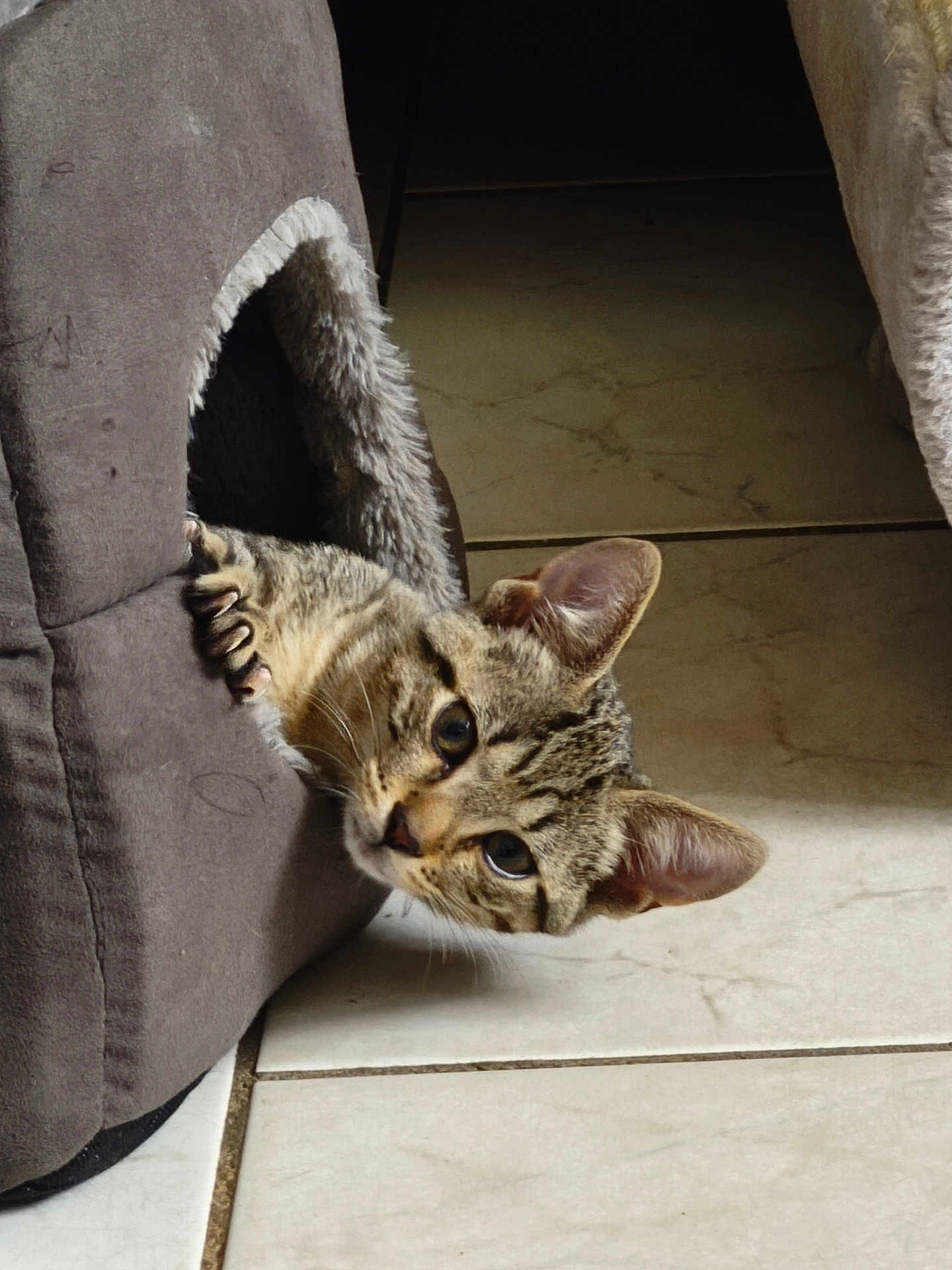 Milo a rejoint le concours — aidez-le/la à gagner de superbes lots ! cat, tabby_cat, pet, animal, feline, claws, fur, ears, eyes, cat_house, plush, cozy, indoor, tile_floor, curious, peeking, small, cute, domestic, resting
