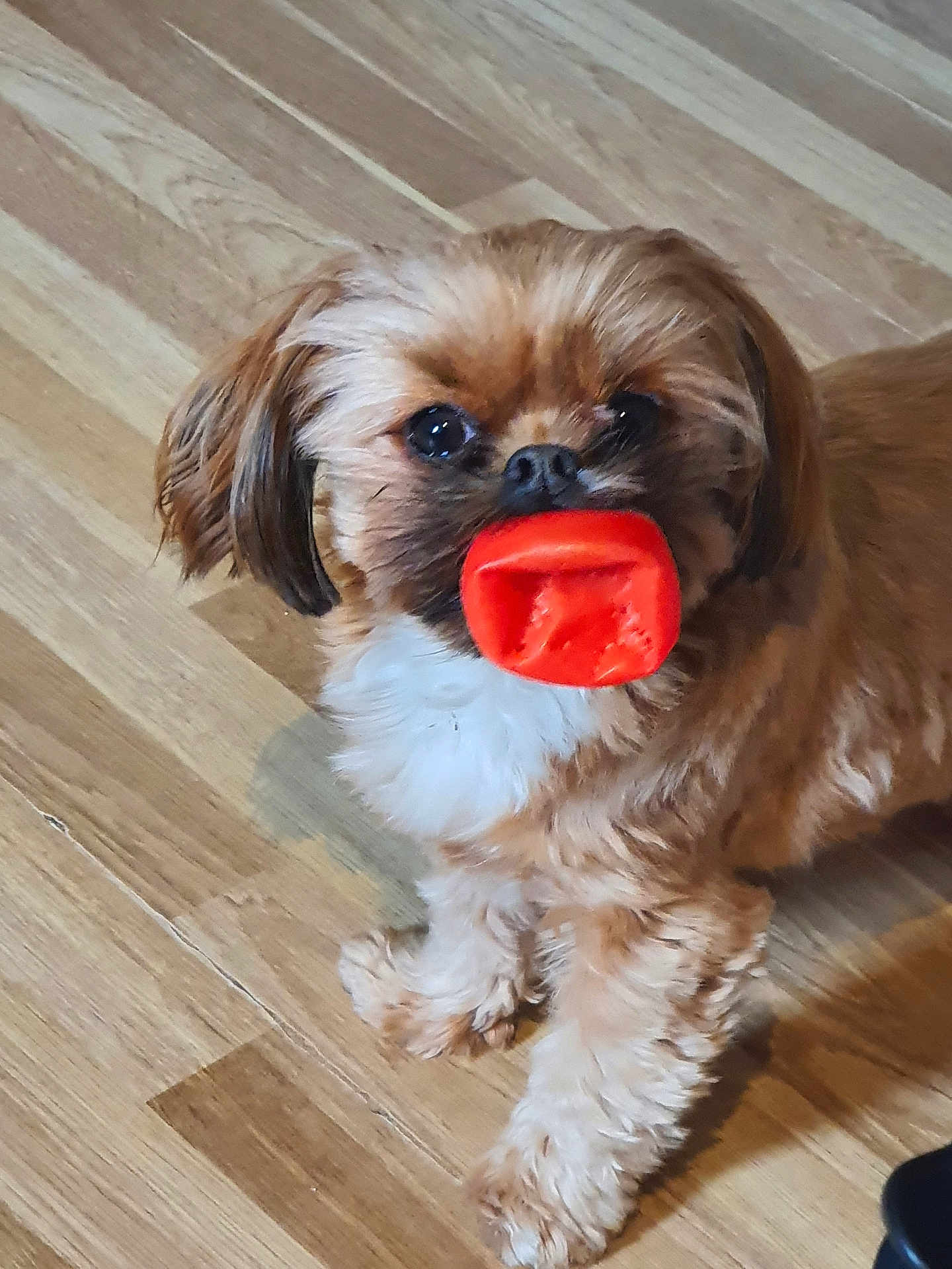 Taz a rejoint le concours — aidez-le/la à gagner de superbes lots ! dog, toy, orange, floor, wooden_floor, pet, animal, cute, small_dog, fur, brown_fur, white_chest, playful, indoor, standing, looking_up, companion, domestic_animal, friendly, adorable