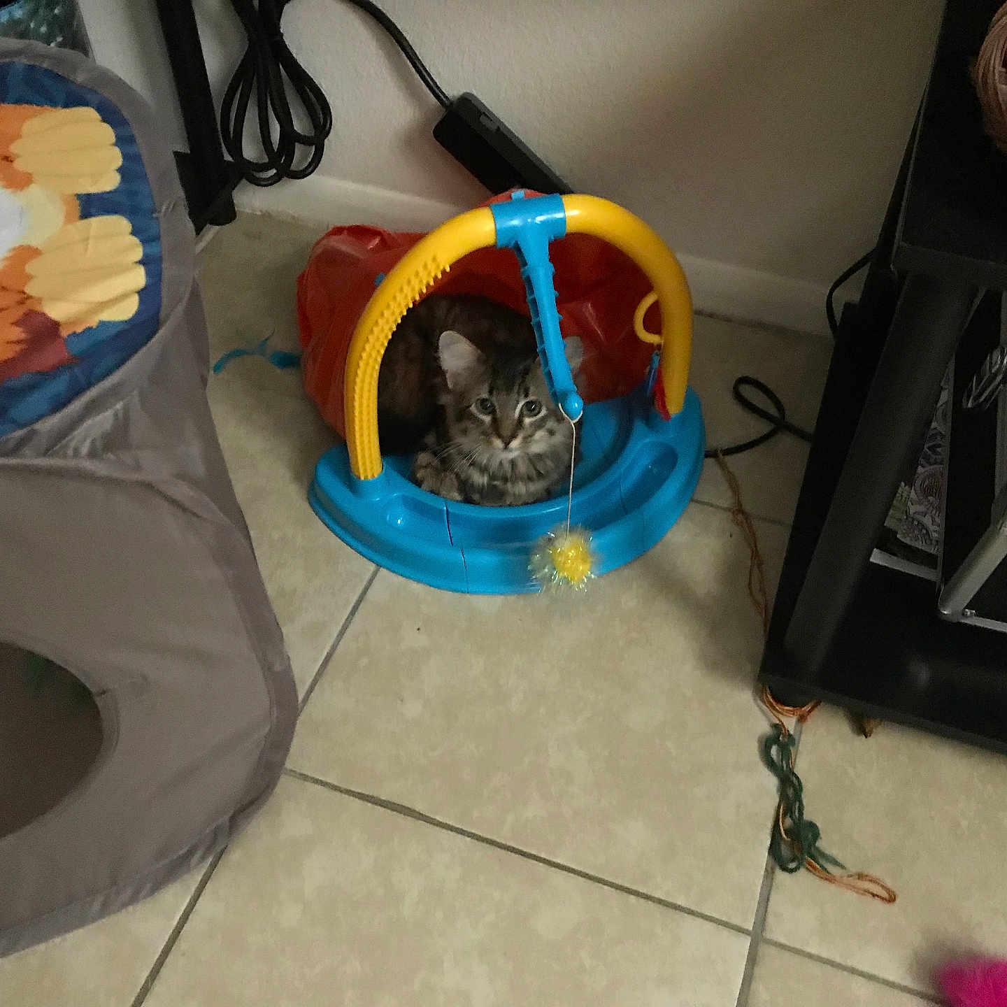 Jax joined the competition — help win amazing prizes! basket, blue, cat, colorful, cord, curious, cute, floor, furniture, household, indoor, kitten, pet, pet_toy, playful, small, tile, toy, yellow, young