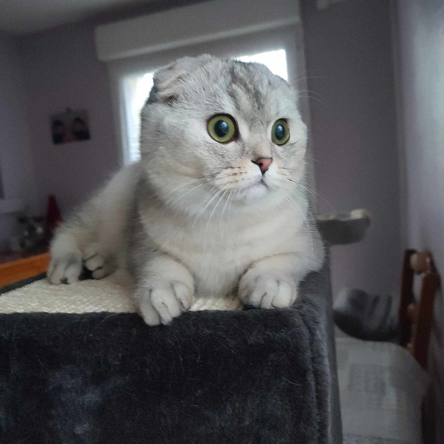 Voyou a rejoint le concours — aidez-le/la à gagner de superbes lots ! abyssinian, angora, animal, architecture, armchair, building, cat, chair, couch, cushion, furniture, homedecor, indoors, kitten, livingroom, manx, pet, room, siamese, wood