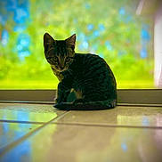 Lizzie joined the competition — help win amazing prizes! animal, blurred_background, cat, curious, domestic_cat, door, feline, floor, greenery, indoor, kitten, pet, quiet, reflection, shadow, sitting, tabby, tile, window, young_cat