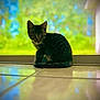 animal, blurred_background, cat, curious, domestic_cat, door, feline, floor, greenery, indoor, kitten, pet, quiet, reflection, shadow, sitting, tabby, tile, window, young_cat