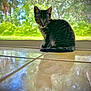 Lizzie joined the competition — help win amazing prizes! animal, cat, curious, door, feline, floor, glass, greenery, indoor, kitten, light, looking, nature, pet, reflection, shadow, sitting, tabby, tile, young