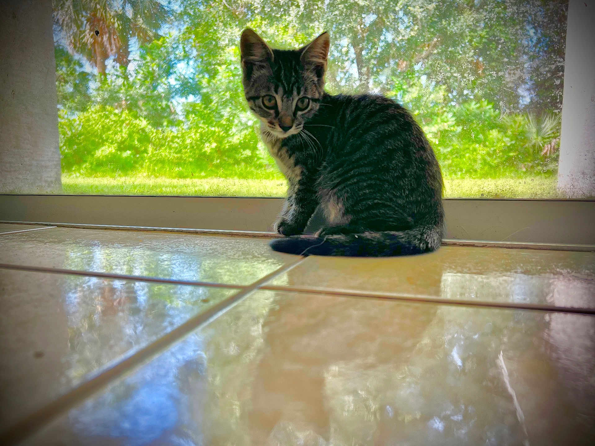 Lizzie