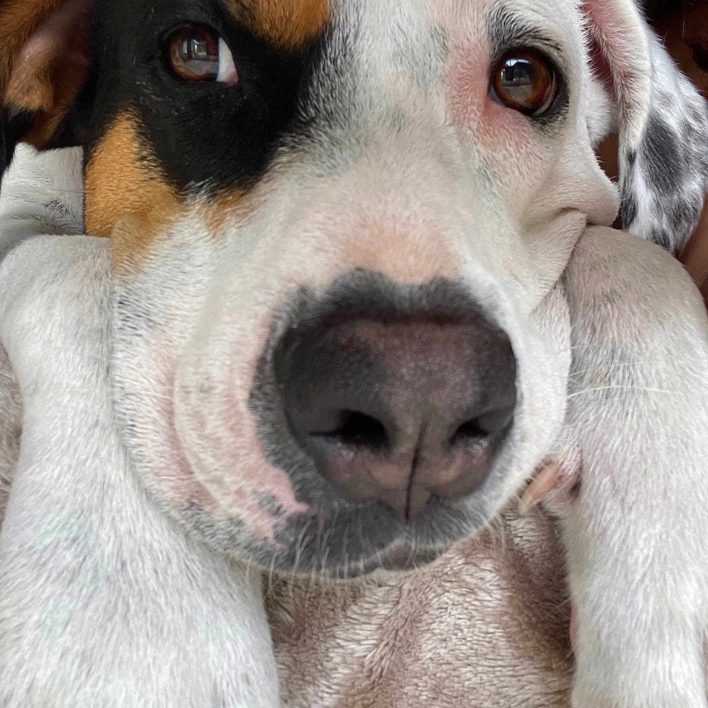Buffy participe au concours pour gagner de l'argent avec cette photo : animal, appenzeller, beagle, boxer, bulldog, canine, dog, face, head, hound, husky, labradorretriever, person, pet, pitbull, pointer, puppy, sleeping, snout, whitedog