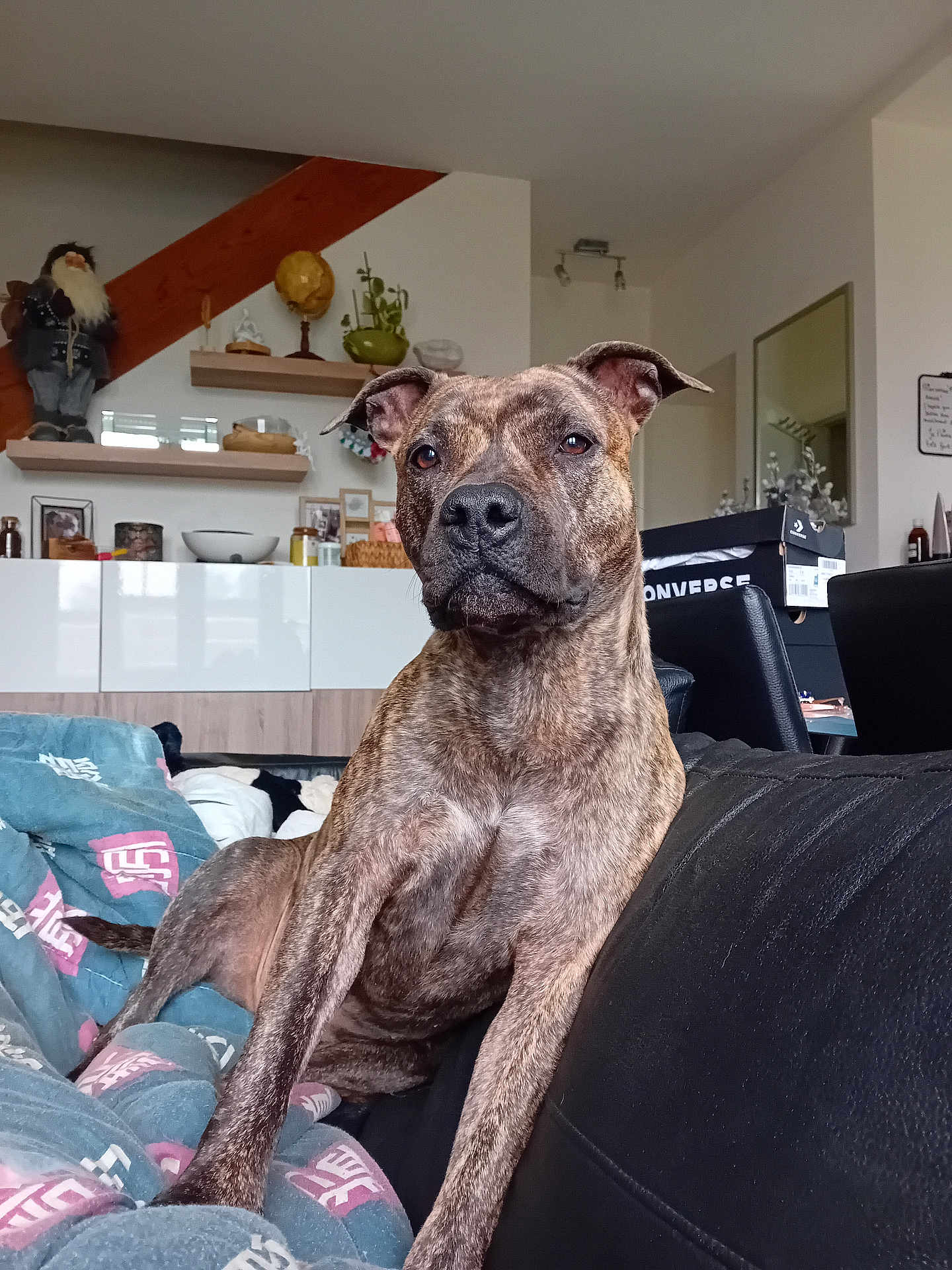 Rubis a rejoint le concours — aidez-le/la à gagner de superbes lots ! dog, brindle, couch, blanket, living_room, furniture, indoor, pet, canine, relaxed, alert, decor, shelf, plant, box, mirror, statue, casual, cozy, household