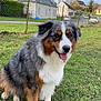 dog, australian_shepherd, grass, outdoor, pet, animal, sitting, fur, tongue, friendly, happy, yard, fence, house, car, daylight, nature, mammal, canine, domestic_animal