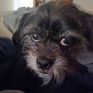 Max joined the competition — help win amazing prizes! animal, black_fur, blurred_background, books, close_up, companion, cozy, cute, dog, eyes, face, fur, furry, home, indoors, nose, pet, portrait, shelf, whiskers