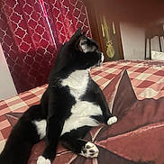 Link is registered to the contest to win money with this photo: cat, black_and_white, indoor, bed, blanket, curtains, furniture, relaxed, pet, animal, paw, whiskers, side_view, cozy, resting, domestic, fur, mammal, household, window