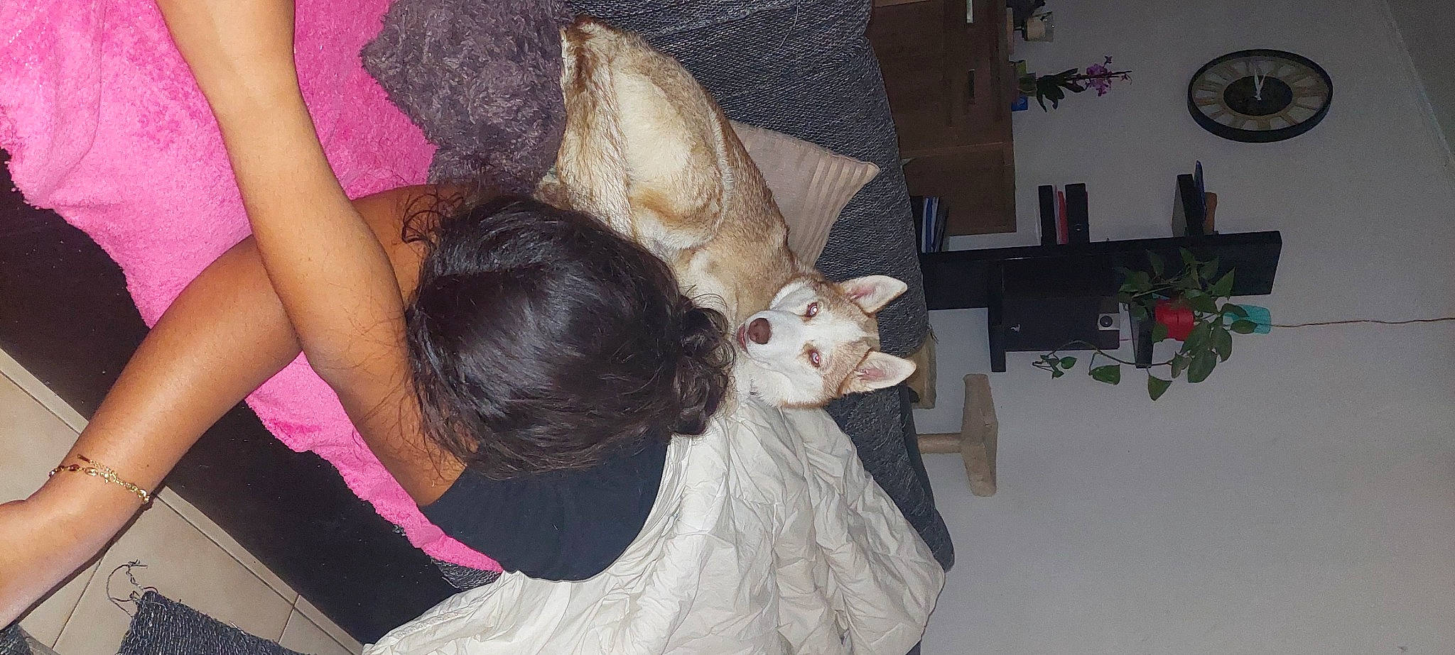 Floup participe au concours pour gagner de l'argent avec cette photo : canidae, carnivore, comfort, companion_dog, dog_breed, dress, ear, fawn, felidae, fun, fur, human_leg, livestock, plant, small_to_medium_sized_cats, tail, thigh, tradition, whiskers, working_animal