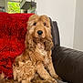 Voltaire participe au concours pour gagner de l'argent avec cette photo : blanket, canine, couch, curly_hair, decor, dog, fur, furniture, golden_fur, home, indoor, paw, pet, plant, portrait, red_blanket, relaxed, sitting, soft_texture, window