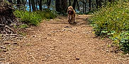 Voltaire participe au concours pour gagner de l'argent avec cette photo : animal, canine, daytime, dog, forest, greenery, happy, nature, outdoor, path, pet, pine_trees, scenery, sky, sunlight, tongue_out, trail, trees, walking, woods