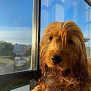 Voltaire a rejoint le concours — aidez-le/la à gagner de superbes lots ! animal, calm, closeup, cozy, daylight, dog, fur, glass, golden_brown, home, indoors, long_hair, looking_outside, pet, portrait, reflection, resting, sunlight, wet_fur, window