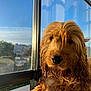 animal, calm, closeup, cozy, daylight, dog, fur, glass, golden_brown, home, indoors, long_hair, looking_outside, pet, portrait, reflection, resting, sunlight, wet_fur, window