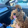 Voltaire participe au concours pour gagner de l'argent avec cette photo : car_dashboard, car_interior, casual, clothing, dog, golden_brown, hand, jeans, lap, leash, long_hair, person, pet, reflection, relaxed, seat, sunglasses, sunlight, tongue_out, window