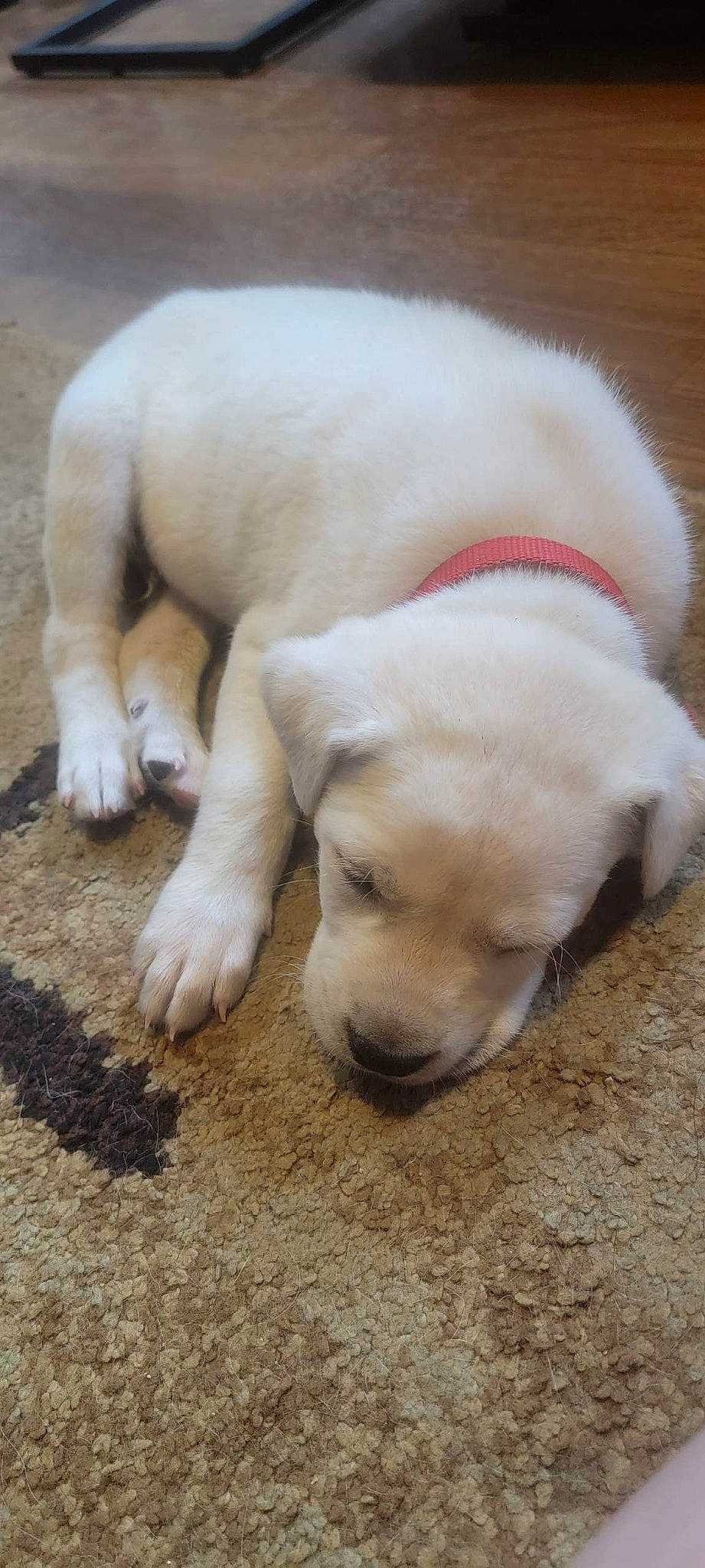 Rocky is registered to the contest to win money with this photo: canidae, carnivore, collar, companion_dog, dog, dog_breed, dog_collar, fawn, flooring, fur, non_sporting_group, paw, soil, sporting_group, tail, terrestrial_animal, wood, working_animal, wrinkle