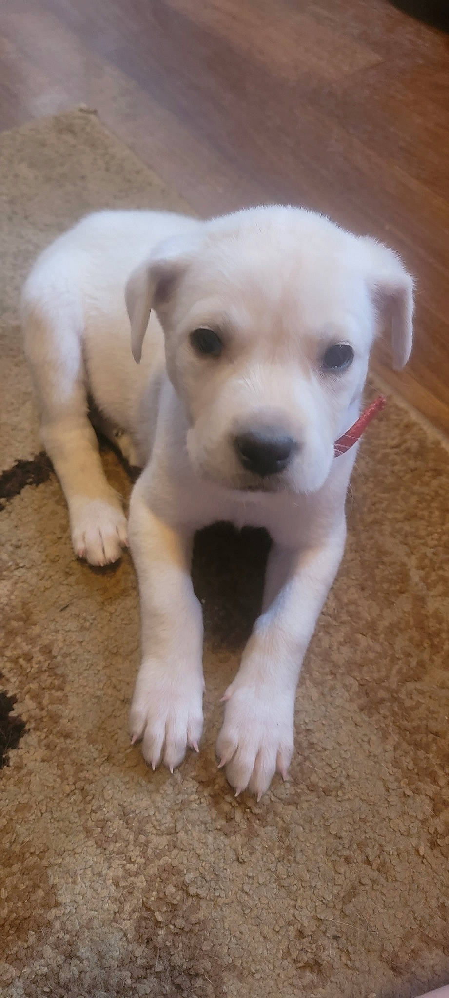 Rocky joined the competition — help win amazing prizes! canidae, carnivore, companion_dog, dog, dog_breed, flooring, non_sporting_group, puppy, terrestrial_animal, whiskers, working_animal